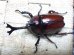 画像1: 国産カブトムシ☆♂Sサイズ♀フリーサイズ新成虫 お得な２ペア (1)