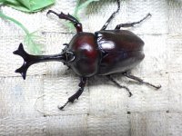 国産カブトムシ☆♂Mサイズ♀フリーサイズ新成虫 お得な２ペア