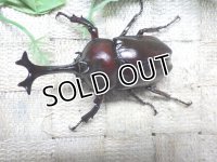 国産カブトムシ☆♂Mサイズ♀フリーサイズ新成虫 お得な２ペア