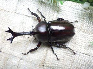 画像2: 国産カブトムシ☆♂Mサイズ♀フリーサイズ新成虫 お得な２ペア