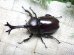 画像2: 国産カブトムシ☆♂Mサイズ♀フリーサイズ新成虫 お得な２ペア (2)