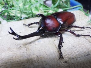 画像2: 国産カブトムシ☆♂Lサイズ♀フリーサイズ新成虫ペア