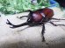 画像2: 国産カブトムシ☆♂Lサイズ♀フリーサイズ新成虫ペア (2)