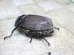 画像5: ヨルゲンセンペーニャヒメゾウカブト☆♂39ミリ♀34ミリ新成虫ペア