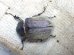 画像6: ヨルゲンセンペーニャヒメゾウカブト☆♂39ミリ♀34ミリ新成虫ペア