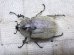 画像3: ヨルゲンセンペーニャヒメゾウカブト☆♂39ミリ♀34ミリ新成虫ペア