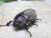 画像4: ヨルゲンセンペーニャヒメゾウカブト☆♂39ミリ♀34ミリ新成虫ペア