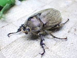 画像1: ヨルゲンセンペーニャヒメゾウカブト☆♂39ミリ♀34ミリ新成虫ペア