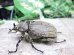 画像2: ヨルゲンセンペーニャヒメゾウカブト☆♂39ミリ♀34ミリ新成虫ペア