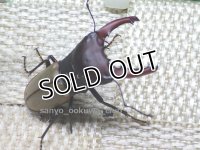 10セット限定セール！！　ブケファルスオオズクワガタ☆初、2令幼虫4頭セット