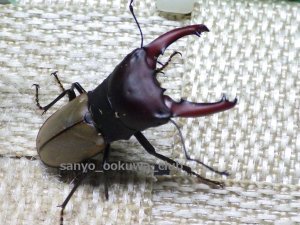 画像1: ブケファルスオオズクワガタ☆初、2令幼虫4頭セット