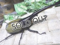 Dh.ヘラクレスオオカブト☆♂134ミリ新成虫単品　(24)　