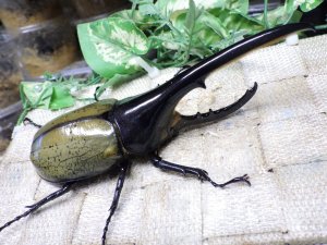 画像1: Dh.ヘラクレスオオカブト☆♂134ミリ新成虫単品　(24)　
