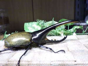 画像2: Dh.ヘラクレスオオカブト☆♂134ミリ新成虫単品　(24)　