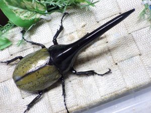 画像3: Dh.ヘラクレスオオカブト☆♂134ミリ新成虫単品　(24)　