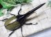 画像3: Dh.ヘラクレスオオカブト☆♂134ミリ新成虫単品　(24)　 (3)