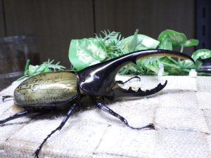 画像2: Dh.ヘラクレスオオカブト☆♂127ミリ新成虫単品　(23)　