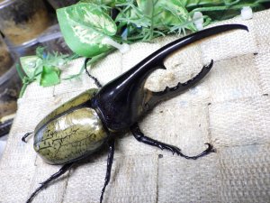 画像1: Dh.ヘラクレスオオカブト☆♂127ミリ新成虫単品　(23)　