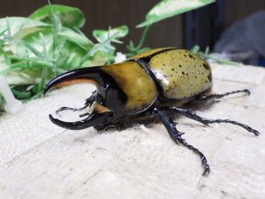 画像1: 天然からのF3 ヒルスシロカブト☆♂74ミリ♀57ミリ新成虫ペア  No.7