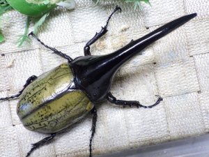 画像3: Dh.ヘラクレスオオカブト☆♂127ミリ新成虫単品　(23)　