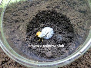 画像2: 希少種！チャイロマルバネクワガタ☆3令幼虫4頭セット（判別なし 限定4セット）