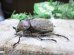画像2: ヨルゲンセンペーニャヒメゾウカブト☆♂37ミリ ♀35 ♀36ミリ新成虫別血統トリオ
