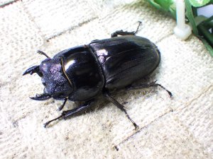 画像4: 大型! スマトラヒラタ☆アチェ産 ♂103ミリA- ♀51.5ミリ 新成虫ペア