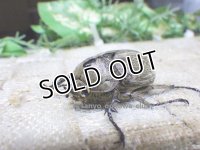 ヨルゲンセンペーニャヒメゾウカブト☆♂37ミリ ♀35 ♀36ミリ新成虫別血統トリオ