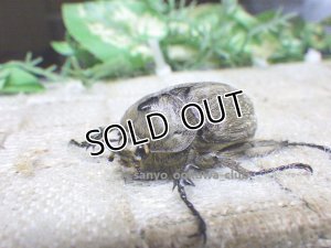 画像1: ヨルゲンセンペーニャヒメゾウカブト☆♂37ミリ ♀35 ♀36ミリ新成虫別血統トリオ