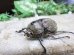 画像1: ヨルゲンセンペーニャヒメゾウカブト☆♂37ミリ ♀35 ♀36ミリ新成虫別血統トリオ (1)