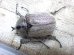 画像3: ヨルゲンセンペーニャヒメゾウカブト☆♂37ミリ ♀35 ♀36ミリ新成虫別血統トリオ