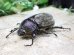 画像6: ヨルゲンセンペーニャヒメゾウカブト☆♂37ミリ ♀35 ♀36ミリ新成虫別血統トリオ