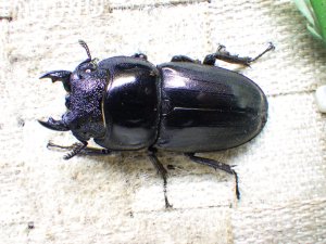 画像3: 大型! スマトラヒラタ☆アチェ産 ♂103ミリA- ♀51.5ミリ 新成虫ペア