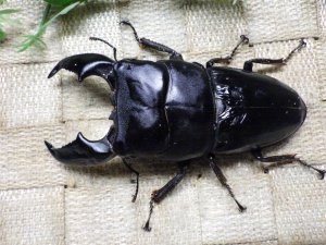画像1: 大型! スマトラヒラタ☆アチェ産 ♂103ミリA- ♀51.5ミリ 新成虫ペア