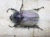 画像7: ヨルゲンセンペーニャヒメゾウカブト☆♂37ミリ ♀35 ♀36ミリ新成虫別血統トリオ