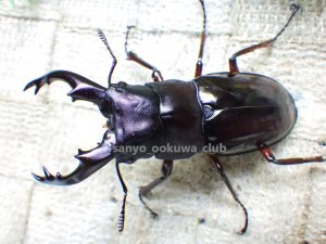 画像1: ボーリンフタマタ（原名亜種）☆♂ 67ミリ (RR) ♀43ミリ(RB) 新成虫ペア
