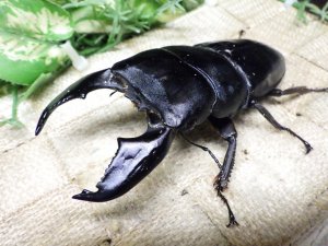 画像2: 大型! スマトラヒラタ☆アチェ産 ♂103ミリA- ♀51.5ミリ 新成虫ペア