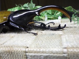 画像5: Dh.エクアトリアヌス☆♂120ミリ C品 新成虫単品