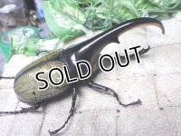 Dh.ヘラクレスオオカブト☆♂118ミリ B品 新成虫単品　
