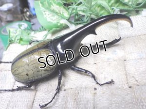 画像1: Dh.ヘラクレスオオカブト☆♂118ミリ B品 新成虫単品　