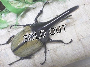 画像3: Dh.ヘラクレスオオカブト☆♂118ミリ B品 新成虫単品　