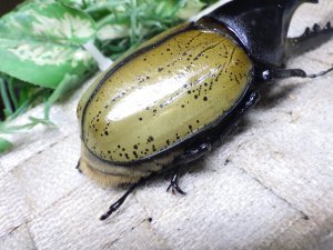 画像4: Dh.エクアトリアヌス☆♂120ミリ C品 新成虫単品
