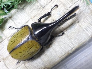 画像3: Dh.エクアトリアヌス☆♂120ミリ C品 新成虫単品