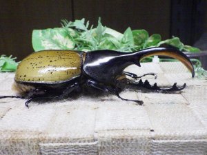 画像2: Dh.エクアトリアヌス☆♂120ミリ C品 新成虫単品