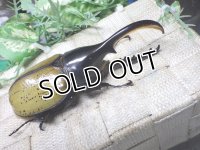 Dh.エクアトリアヌス☆♂120ミリ C品 新成虫単品