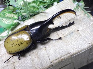 画像1: Dh.エクアトリアヌス☆♂120ミリ C品 新成虫単品