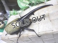 Dh.ヘラクレスオオカブト☆♂128ミリ新成虫単品