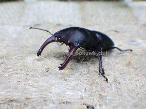 画像2: ブケファルスオオズ（メラニック型）☆♂30ミリ♀21ミリ新成虫ペア