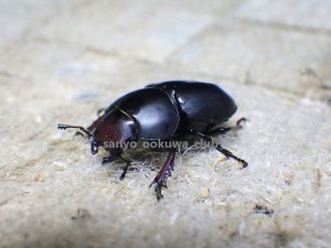 画像3: ブケファルスオオズ（メラニック型）☆♂30ミリ♀21ミリ新成虫ペア