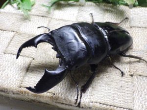 画像2: 大型! スマトラヒラタ☆アチェ産 ♂100ミリ ♀50.5ミリ 新成虫ペア